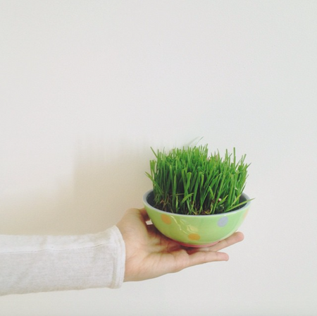 How to Grow Wheatgrass