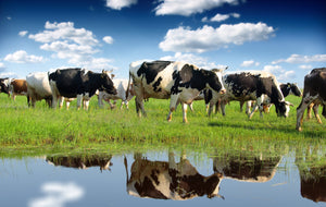 The Environmental Impacts Of Factory Farming