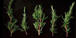 Rosemary for Digestion