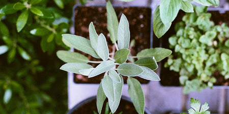 The Calming Benefits of Sage