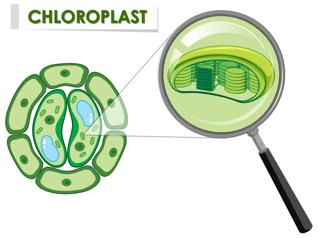 Chlorella vs. Chlorophyll